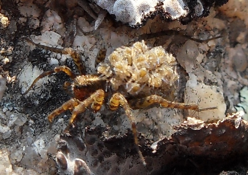 Pardosa sp.